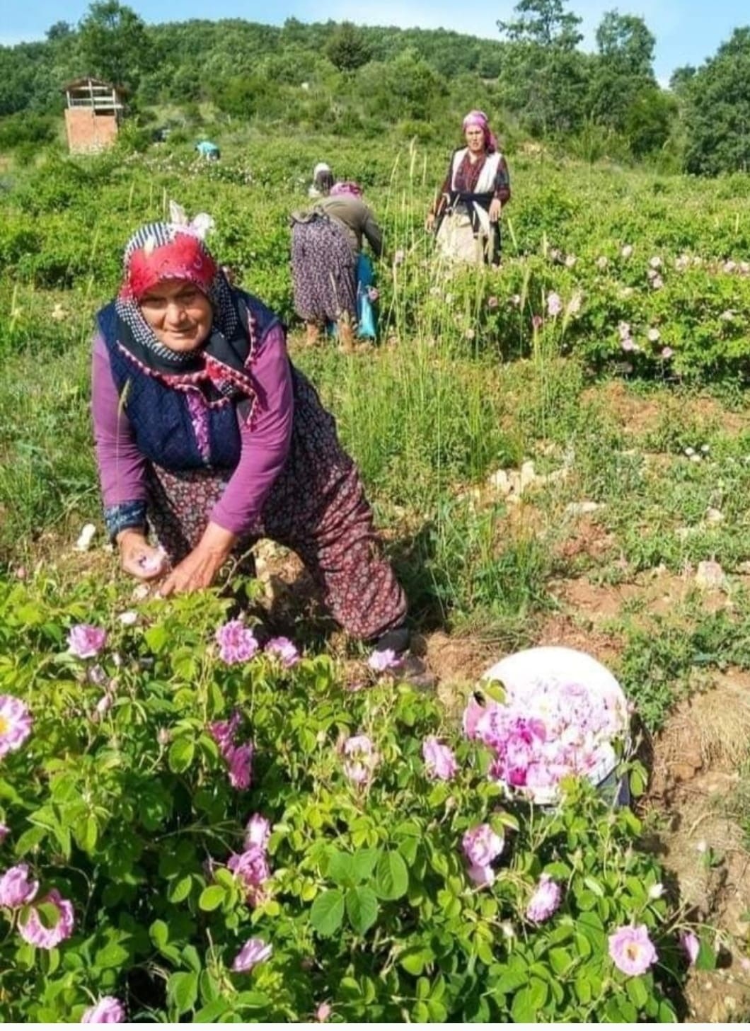 Isparta’da gül çiçeği fiyatı 90 lira olarak belirlendi