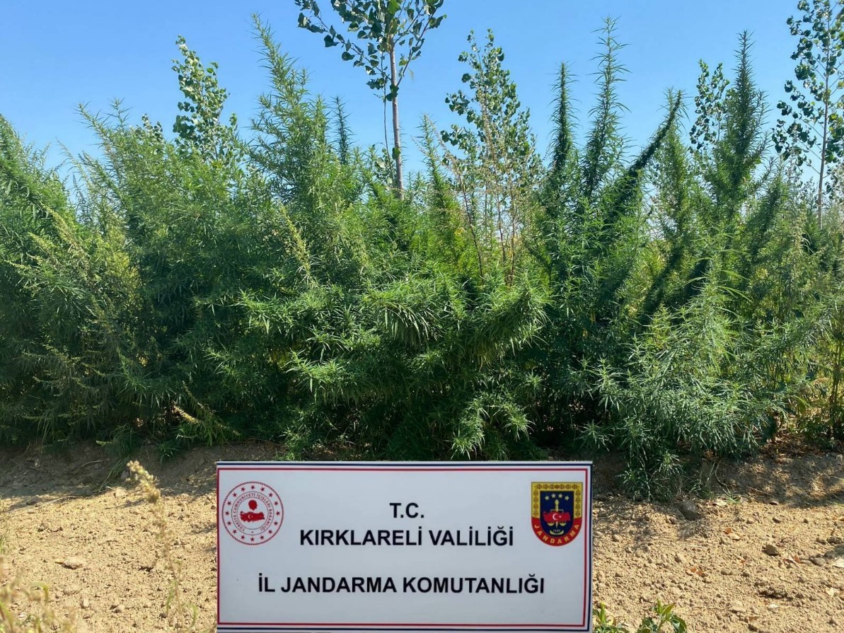 Kırklareli’nde 1 milyon 896 bin 550 kök kenevir ele geçirildi