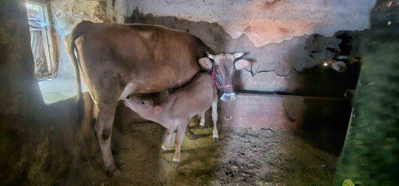 Ankara’da çalınan 4 büyükbaş hayvan Aksaray’da satılırken bulunup, sahibine teslim edildi