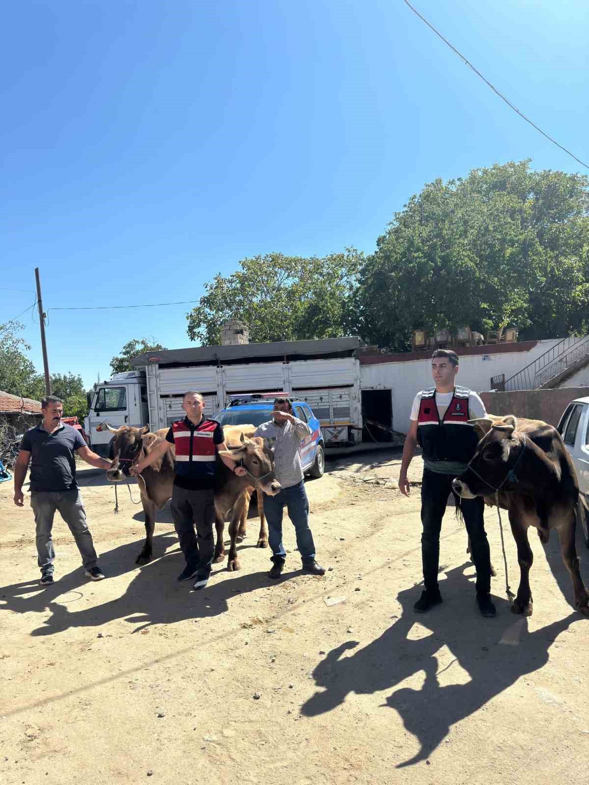 Ankara&rsquo;da &ccedil;alınan 4 b&uuml;y&uuml;kbaş hayvan Aksaray&rsquo;da satılırken bulunup, sahibine teslim edildi
