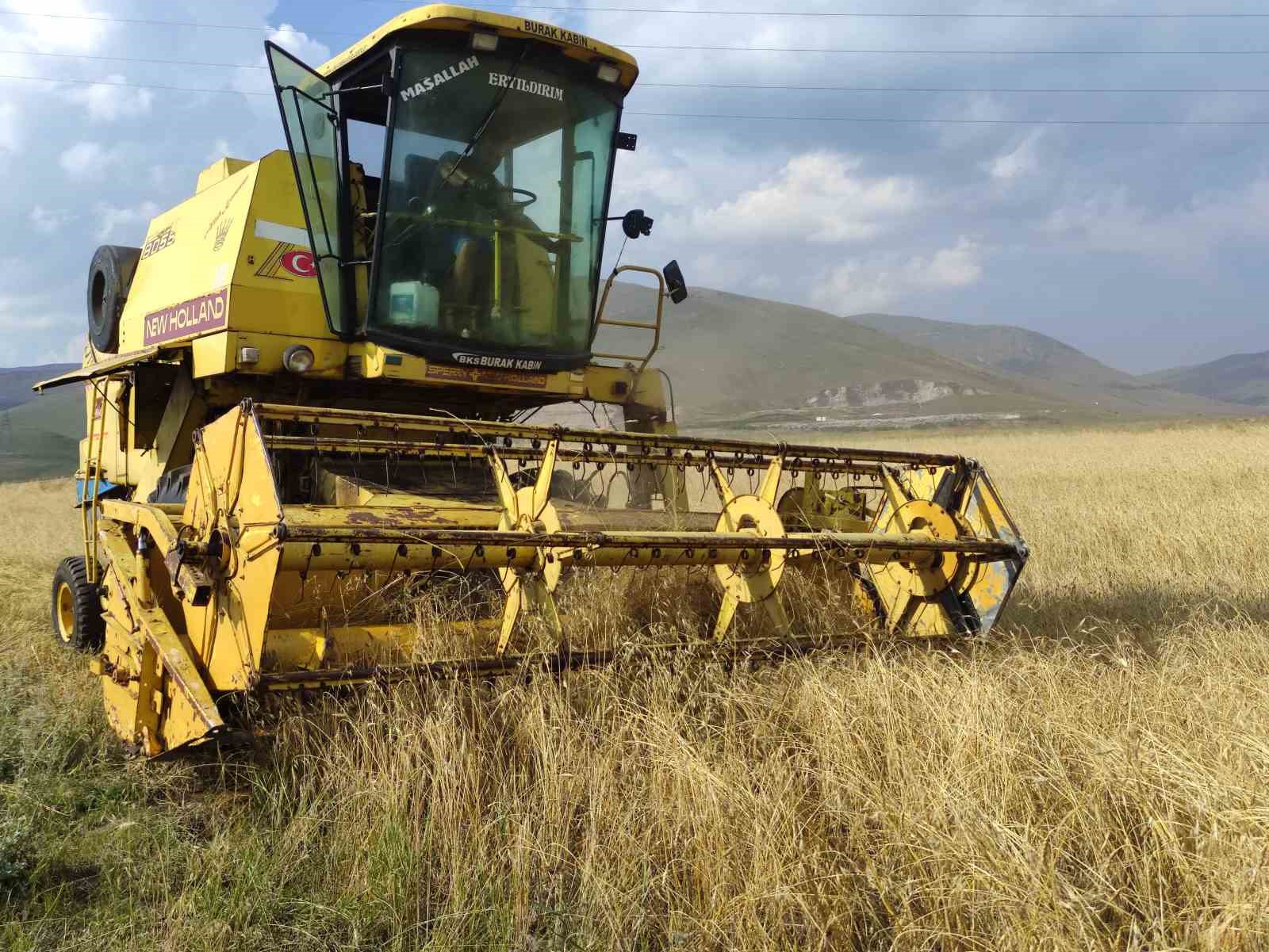 Genetiği bozulmamış 13 bin yıllık kavılca buğdayında hasat dönemi
