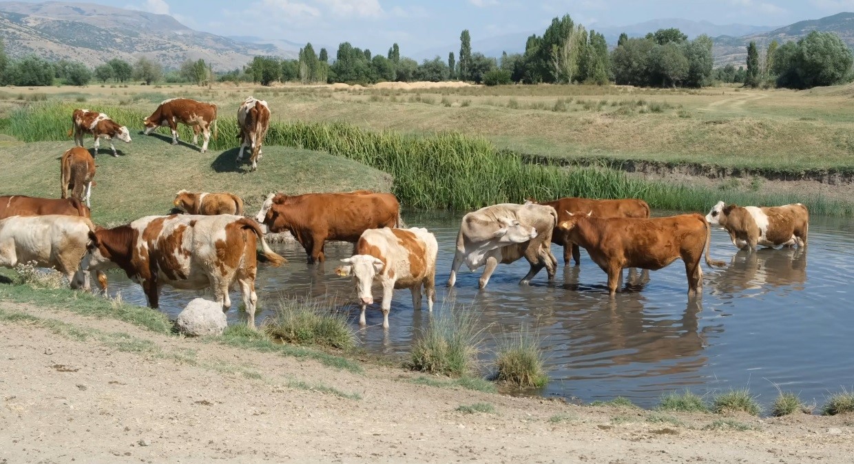 Erzincan&rsquo;da bu kez mandalar değil, inekler serinledi
