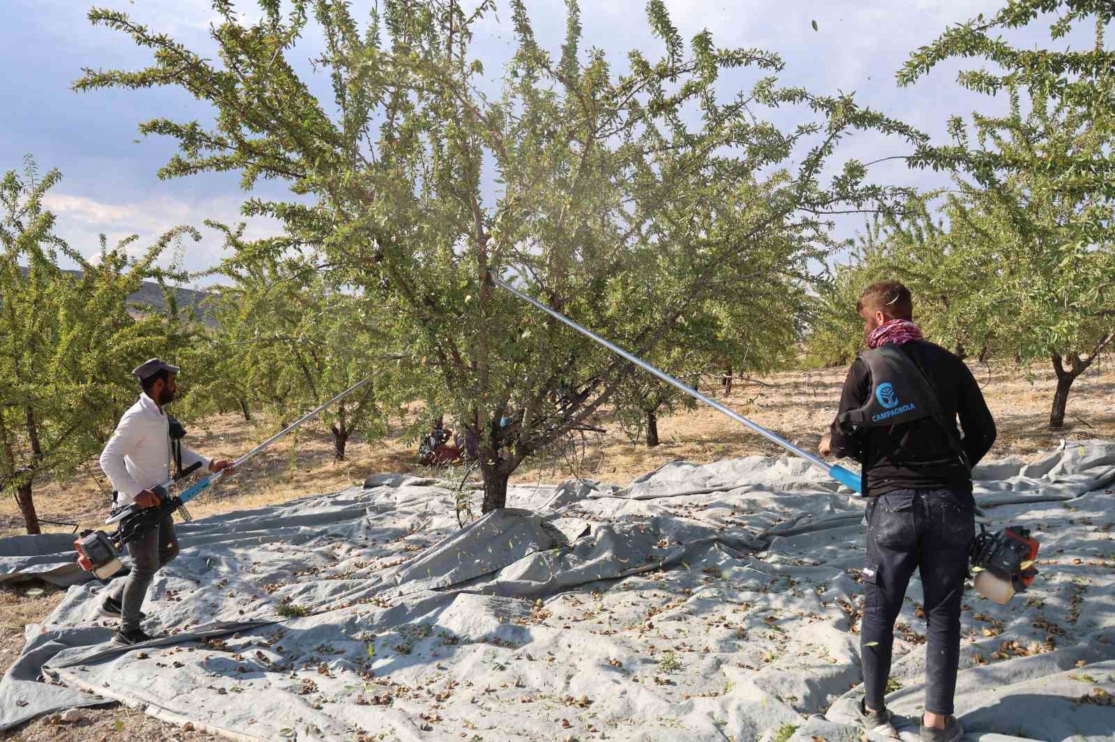 Elazığ’da badem hasadı sürüyor