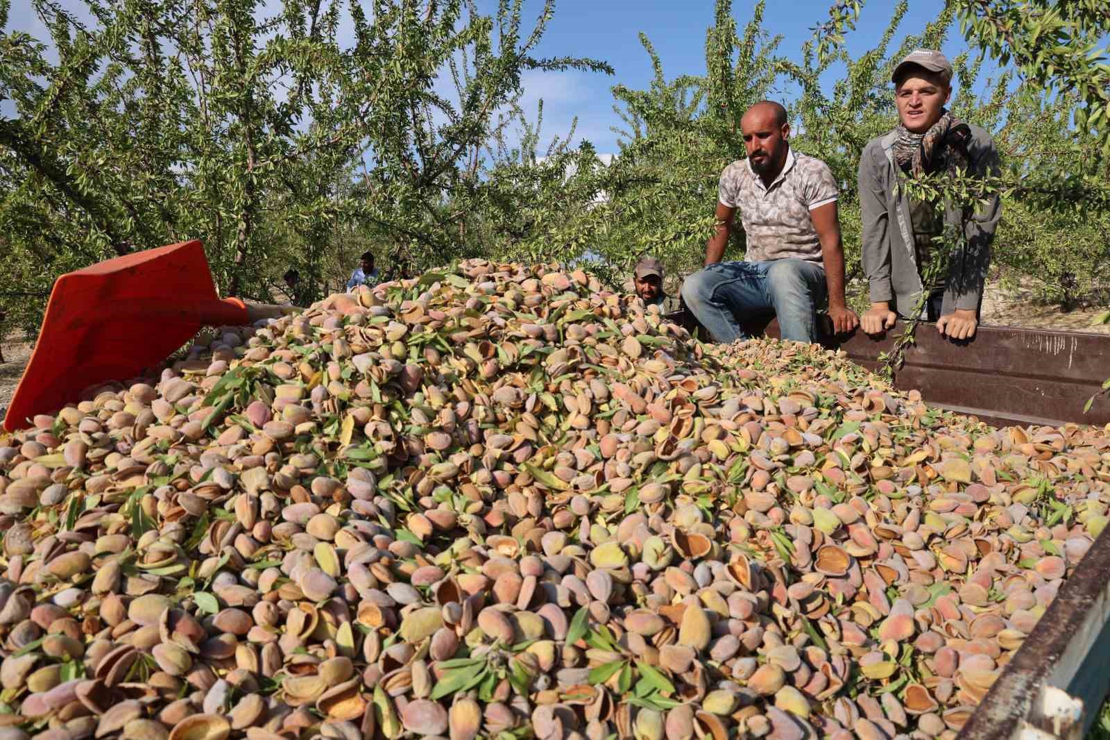 Elazığ’da badem hasadı sürüyor