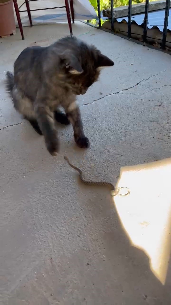 Elazığ’da kedi ile yılanın kavgası kamerada