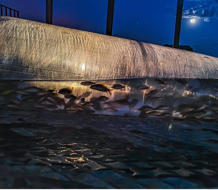 Aygır G&ouml;l&uuml;&rsquo;ne 100 bin yavru sazan bırakıldı
