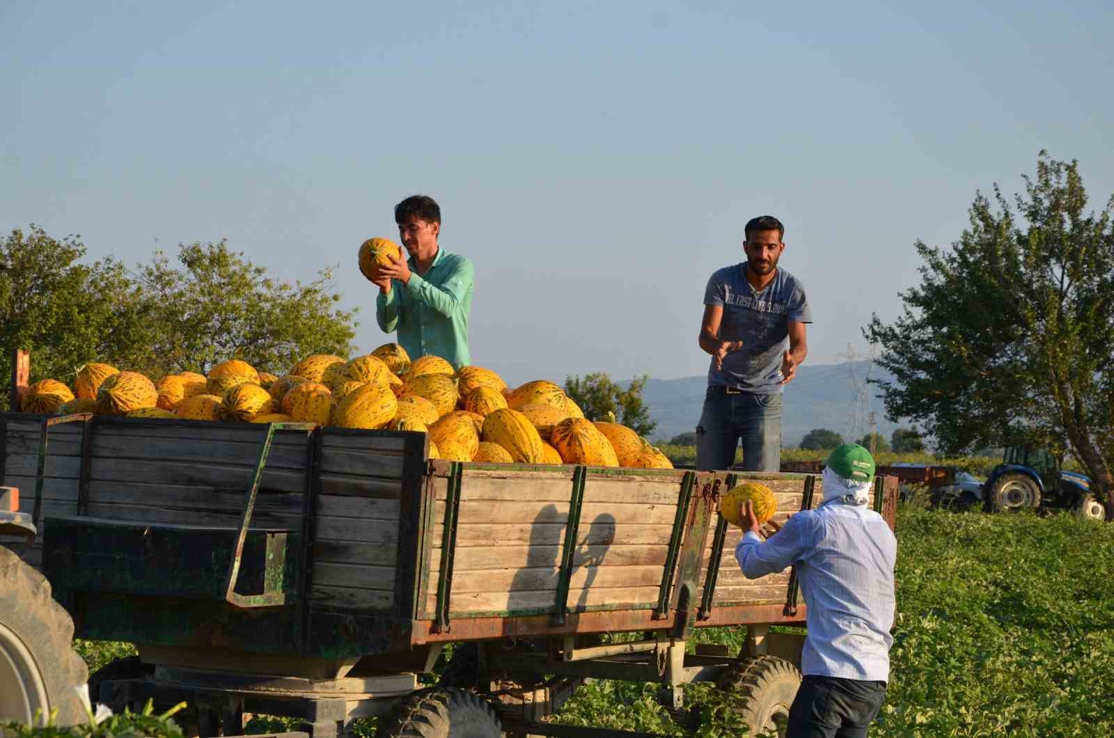 Kırkağaç kavununda ilk hasat yapıldı 