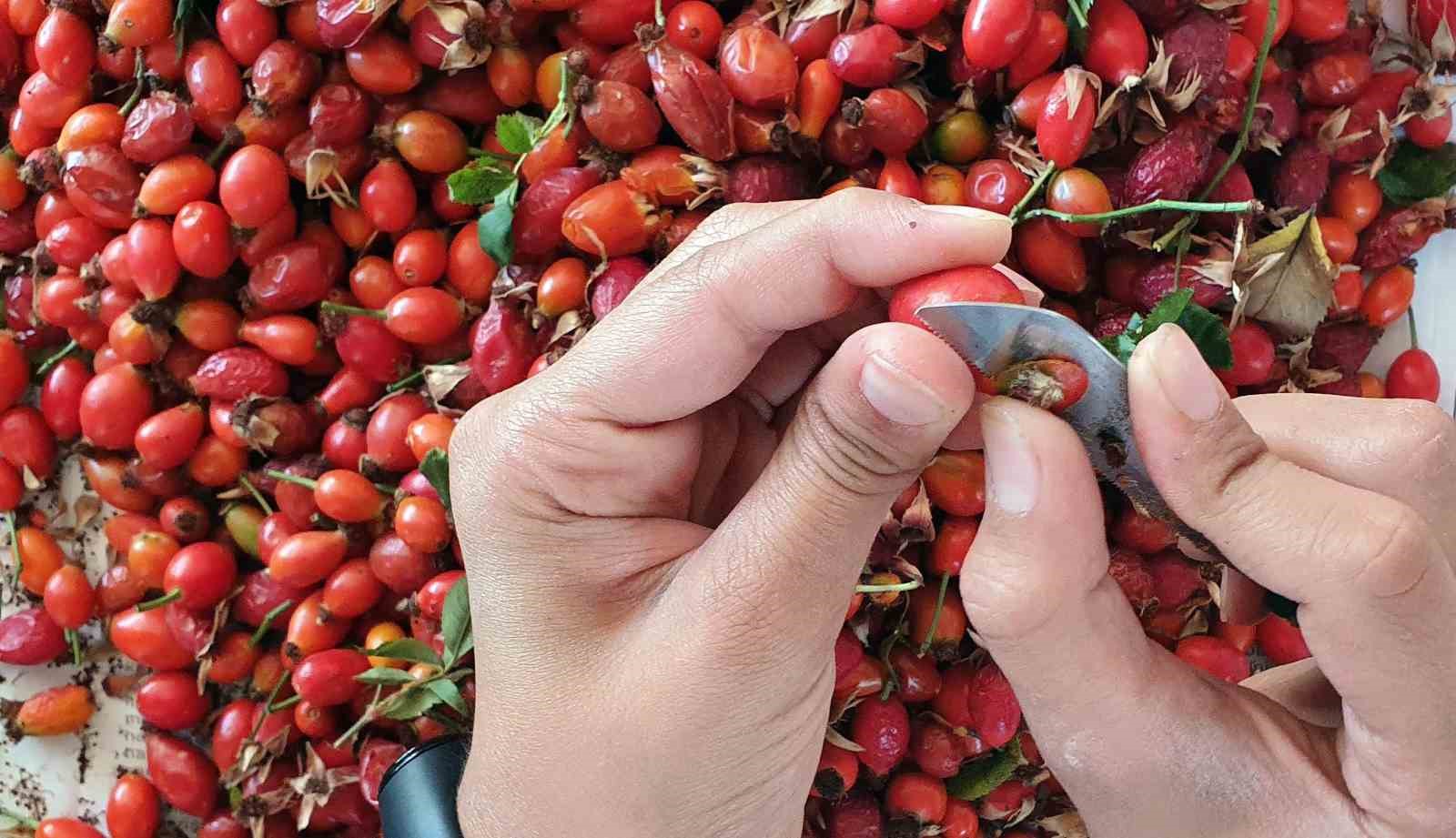 Zorlu arazilerden toplanan kuşburnu marmelat olarak kavanozlara giriyor
