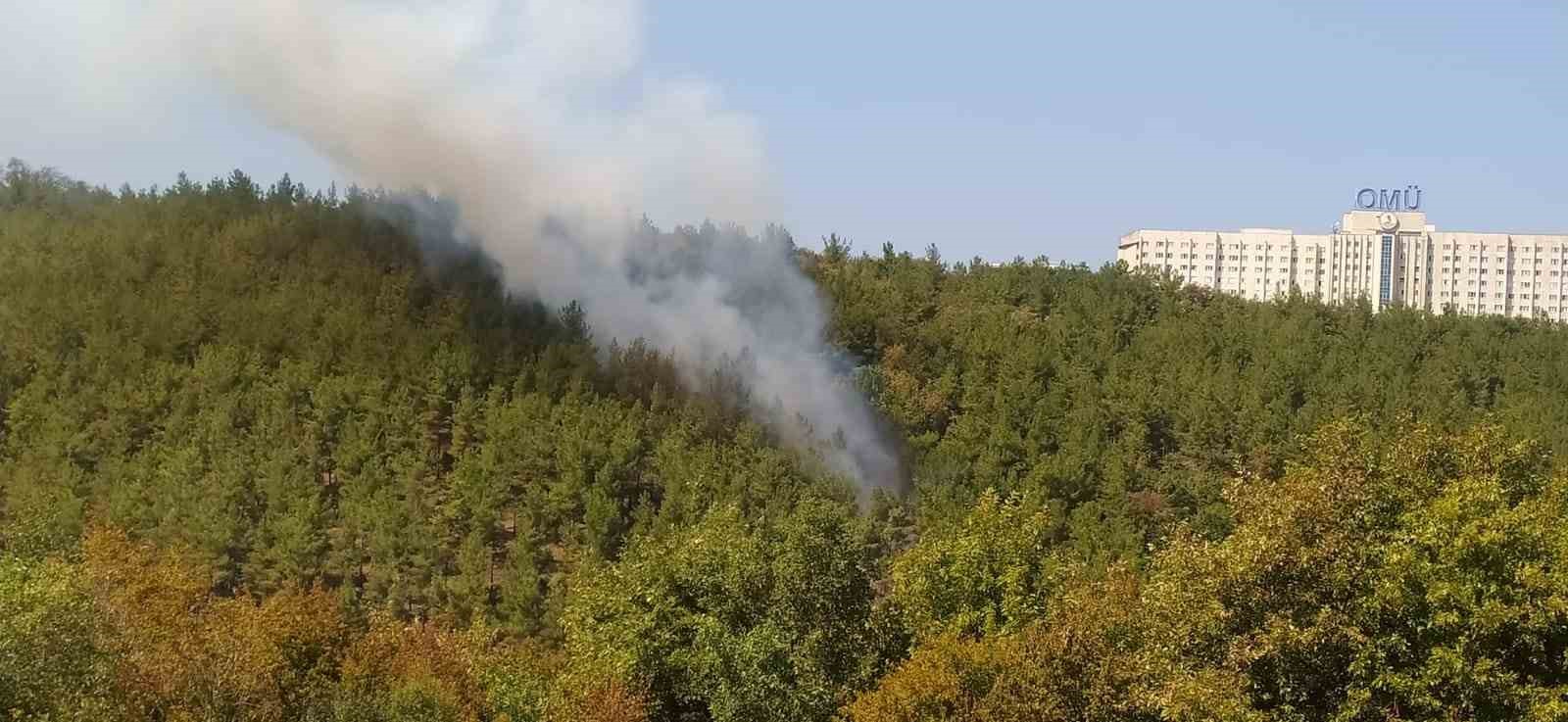 Üniversite kampüsünde orman yangını
