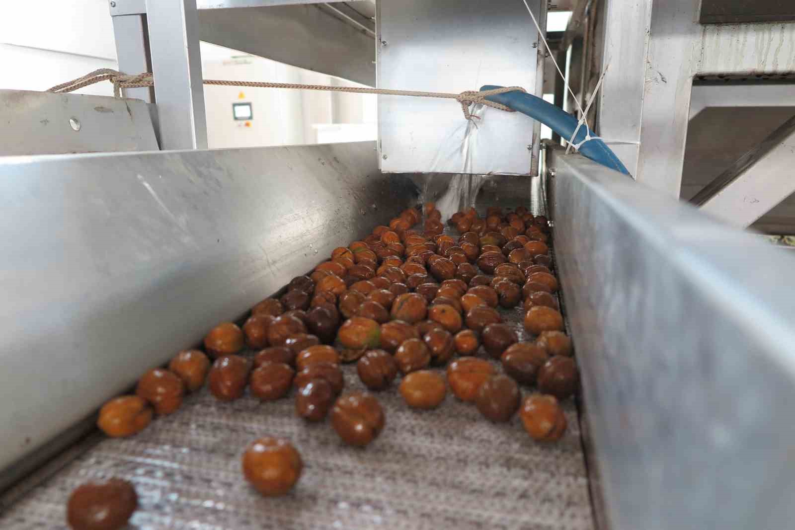 Deprem b&ouml;lgesinde &uuml;reticinin y&uuml;z&uuml;n&uuml; g&uuml;ld&uuml;ren &Ccedil;ağlayancerit cevizi, modern tesislerde &ouml;zenle işlenip paketlenerek piyasaya s&uuml;r&uuml;l&uuml;yor
