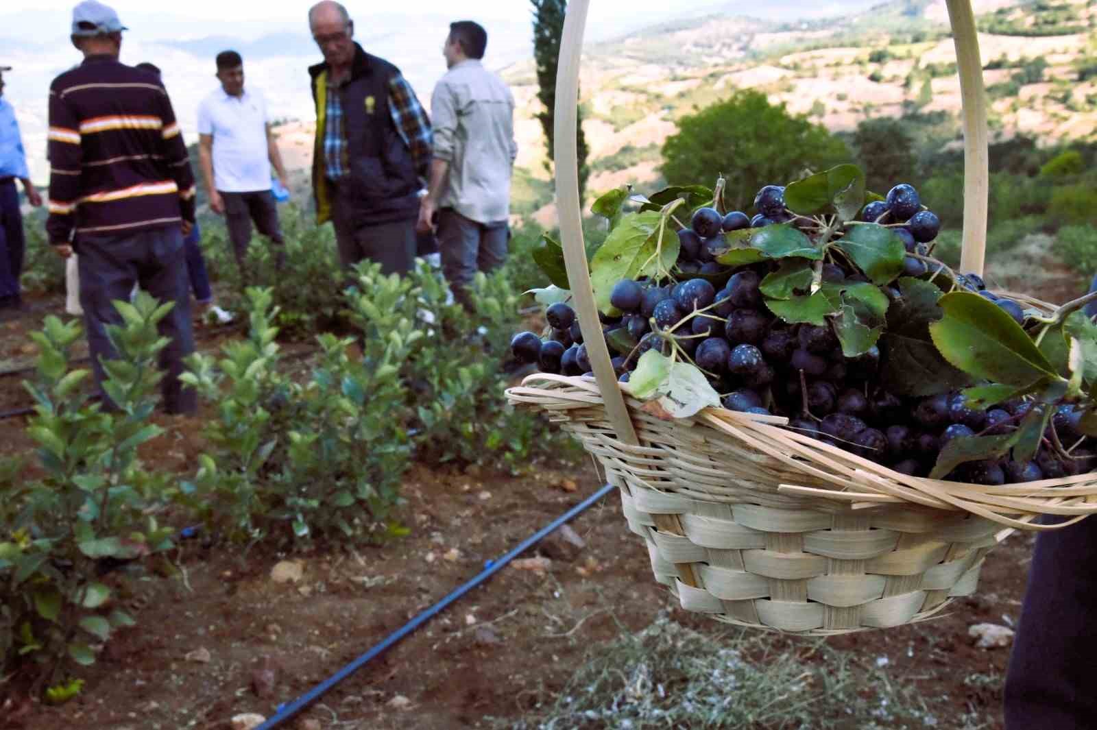 Sındırgı’da Aronya hasadı başladı
