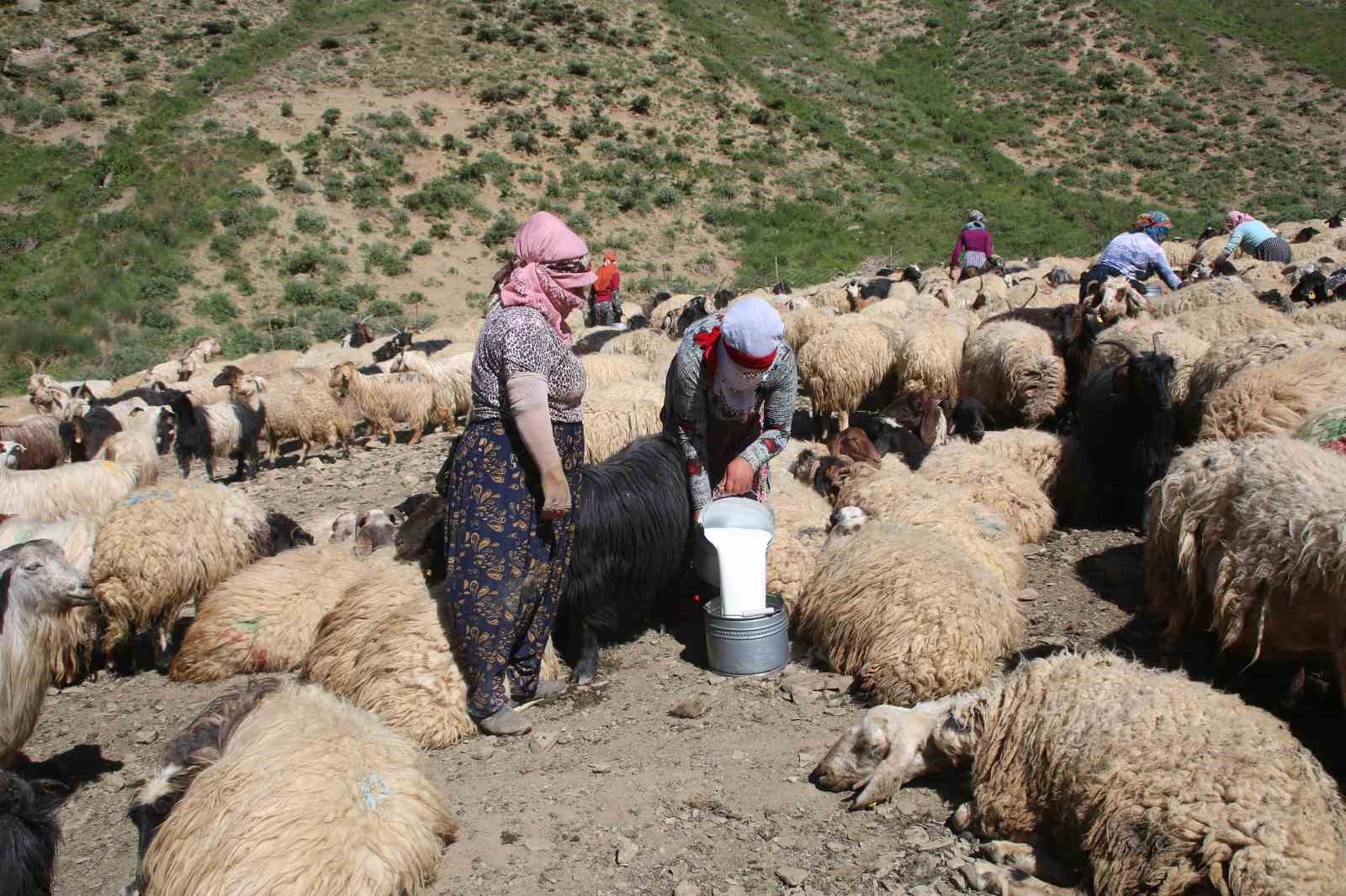 Yüksekova’da kışlık süt mesaisi
