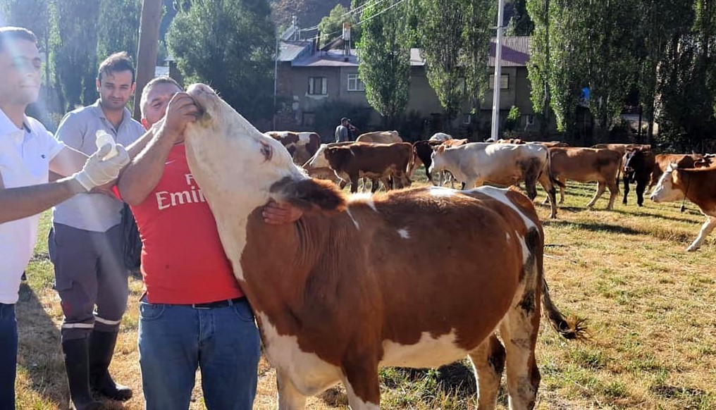 Bayburt’ta yonca tarlasına giren 60 büyükbaş hayvan zehirlendi
