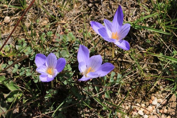 Kışın habercisi vargit çiçekleri Ilgaz Dağları’nda açtı
