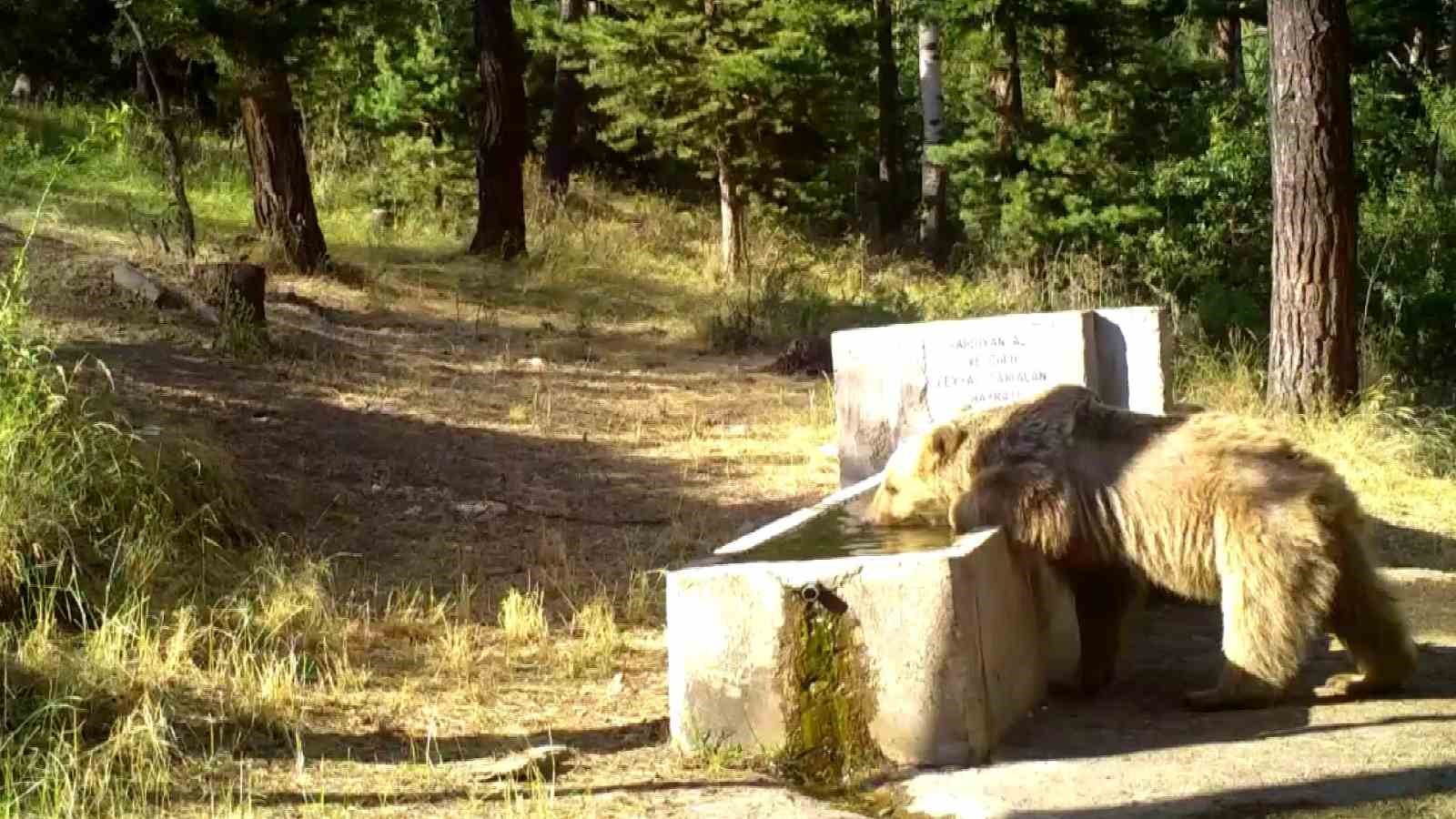 Yozgat’ta sıcaktan bunalan anne ve yavru ayılar foto kapana yakalandı
