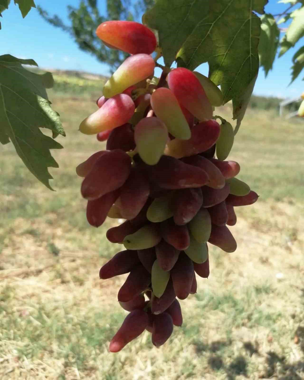 Tekirdağ’da yeni üzüm çeşitleri geliştiriliyor
