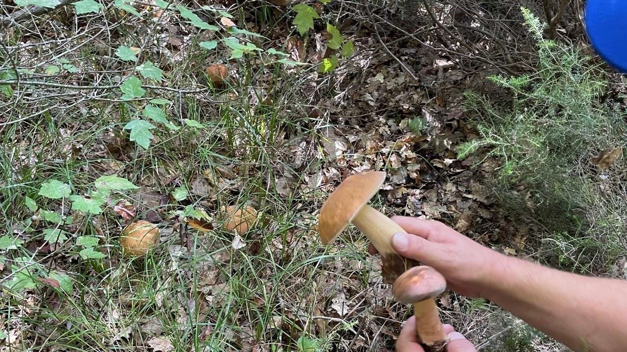 Mantar bol olunca yol kenarları araçlarla doldu 