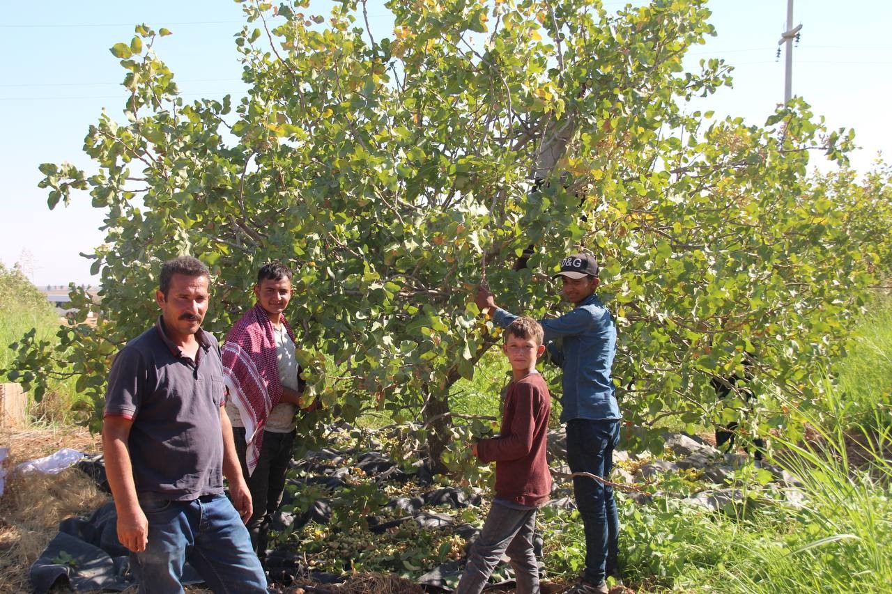 CEYLANPINAR TARIM İŞLETMESİNDE FISTIK HASADI BAŞLADI - Ekonomi - ONTÜRK TV