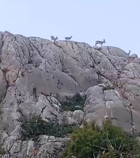 Tarihi mahalle Harput’ta dağ keçileri sürü halinde görüntülendi
