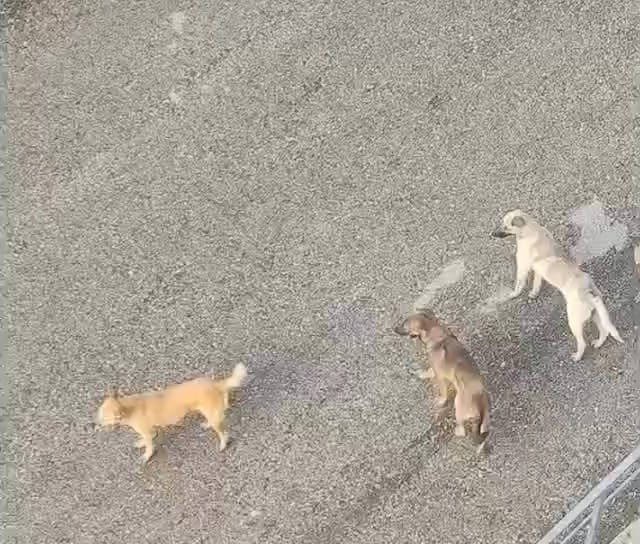 Ankara Mamak’ta vatandaşlar sahipsiz köpeklerin çokluğundan tedirgin