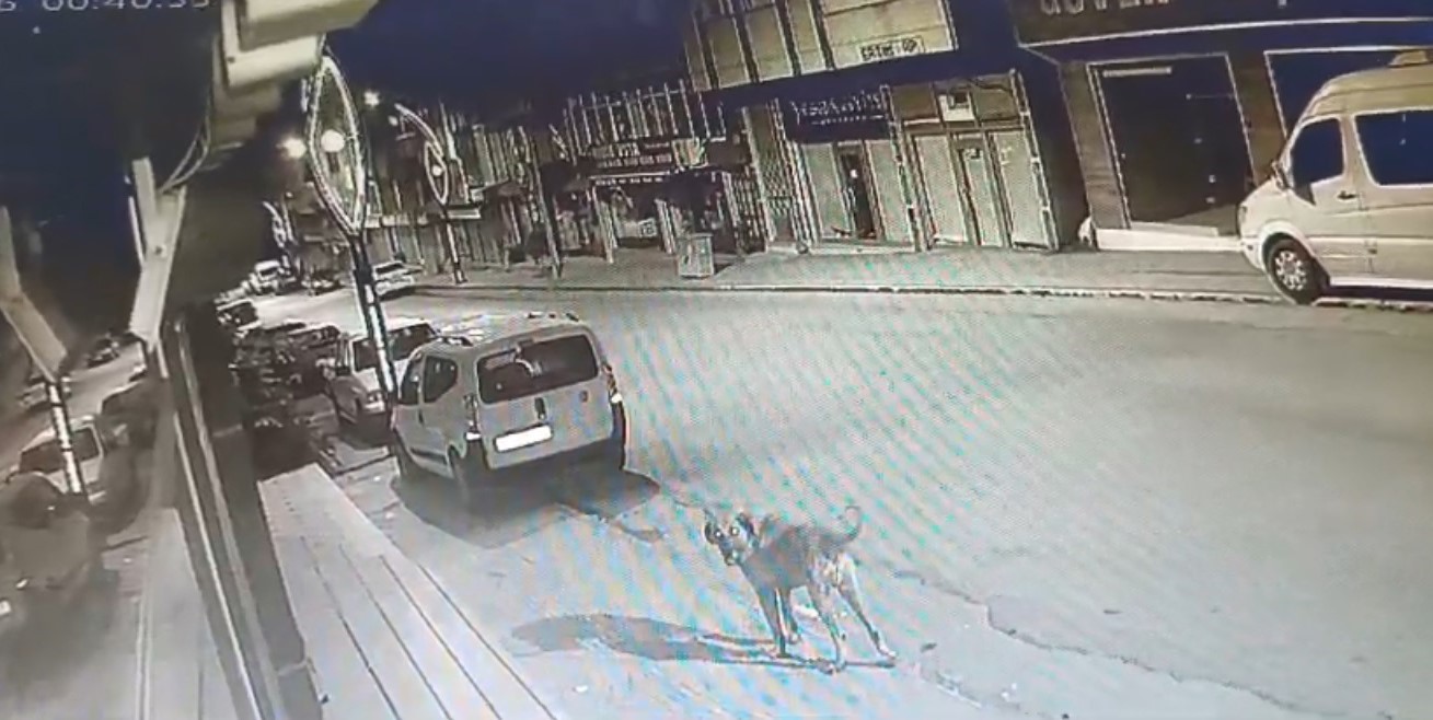 Sokak köpeklerinin saldırı anı kamerada
