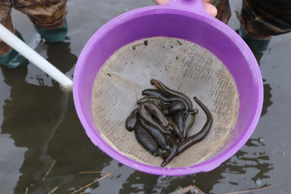 Samsun’dan tıbbi sülük ihracatı