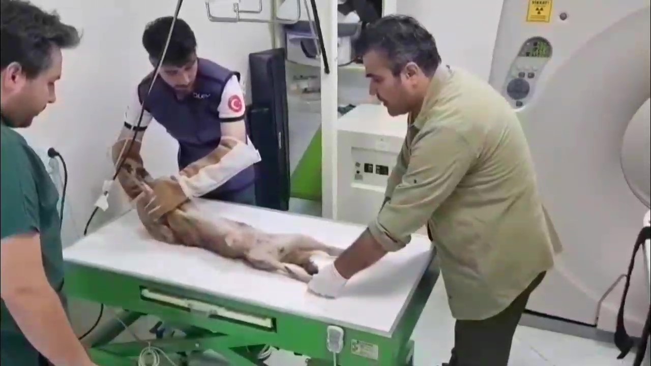 Ormancılar tarafından bulunan yaralı &ccedil;akal tedavi altına alındı
