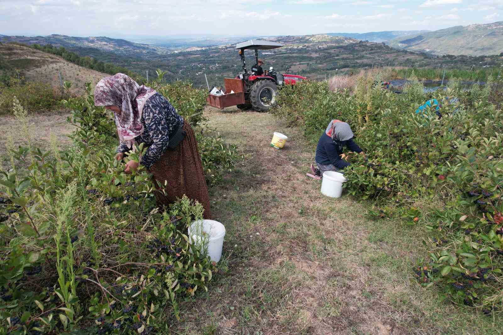 (Özel) Hücreleri yeniliyor, diyabete iyi geliyor şimdi pazar arıyor