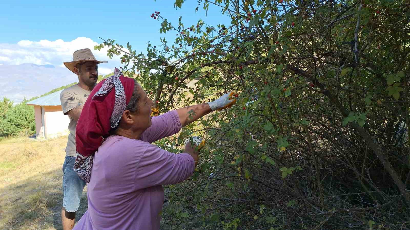 Erzincan’da kuşburnu, zorlu arazilerde toplanmaya başlandı
