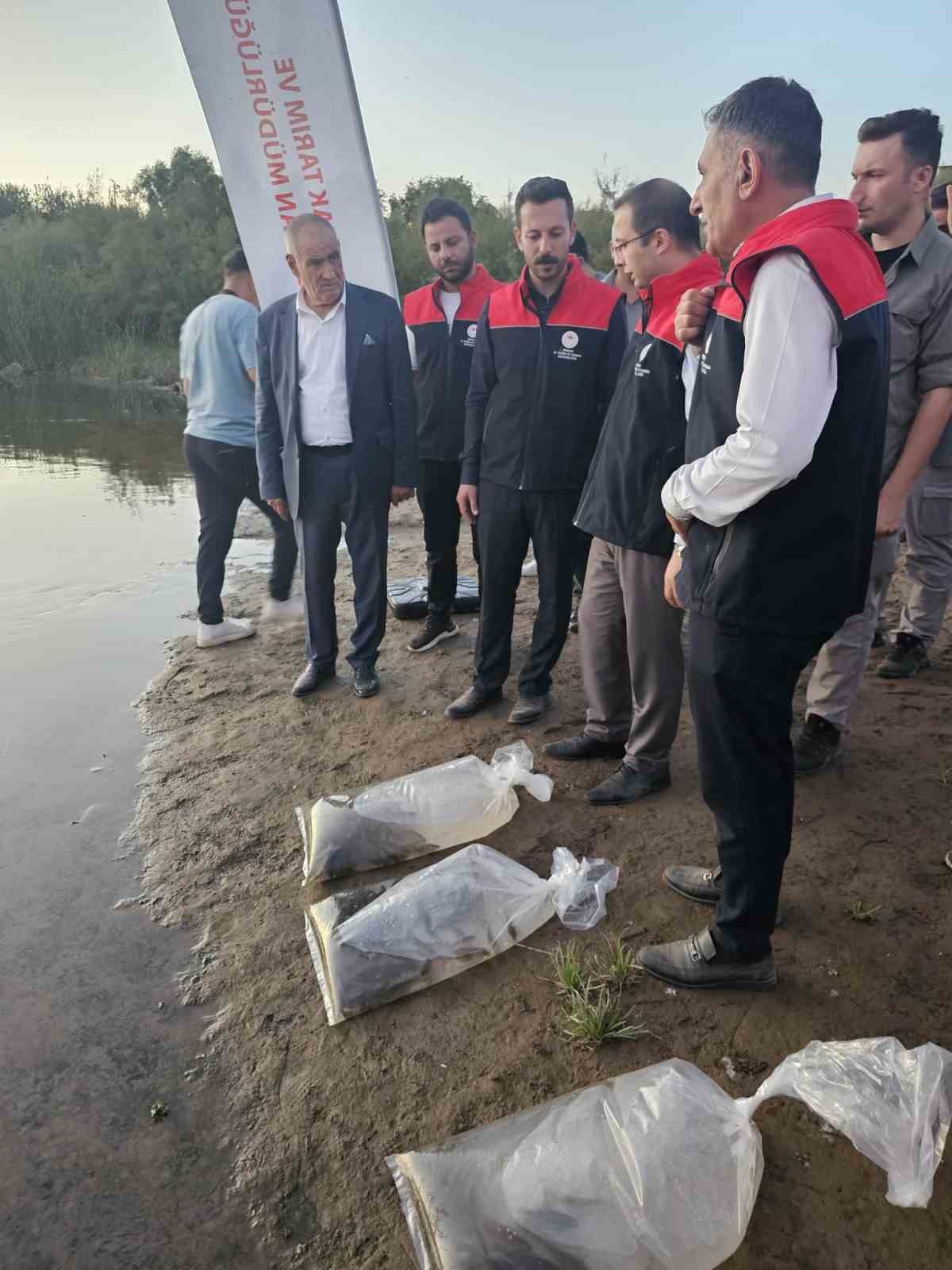 Cizre’de Dicle Nehrine 200 bin adet yavru sazan balığı bırakıldı
