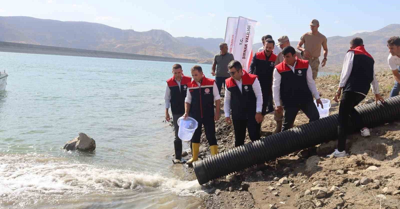 Şırnak’ta göl, nehir ve barajlara 1 milyon 650 bin sazan yavrusu bırakıldı