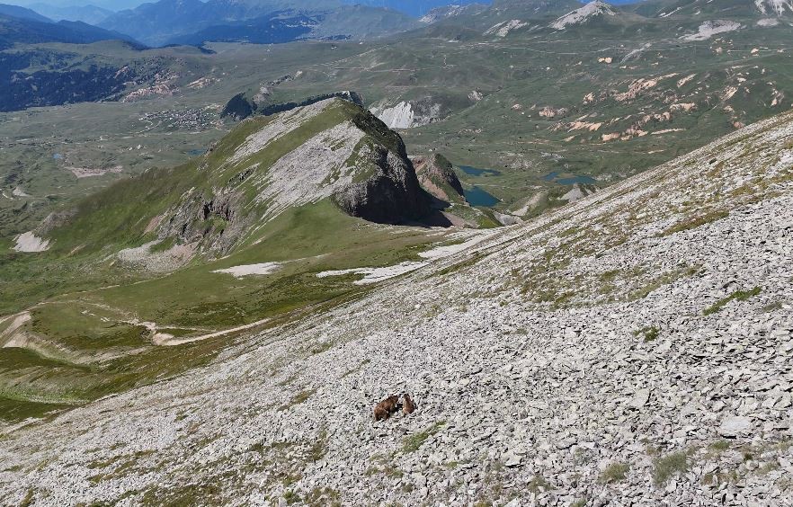 Arsiyan Yaylasında anne ve yavru boz ayı turistlerin kamerasına takıldı
