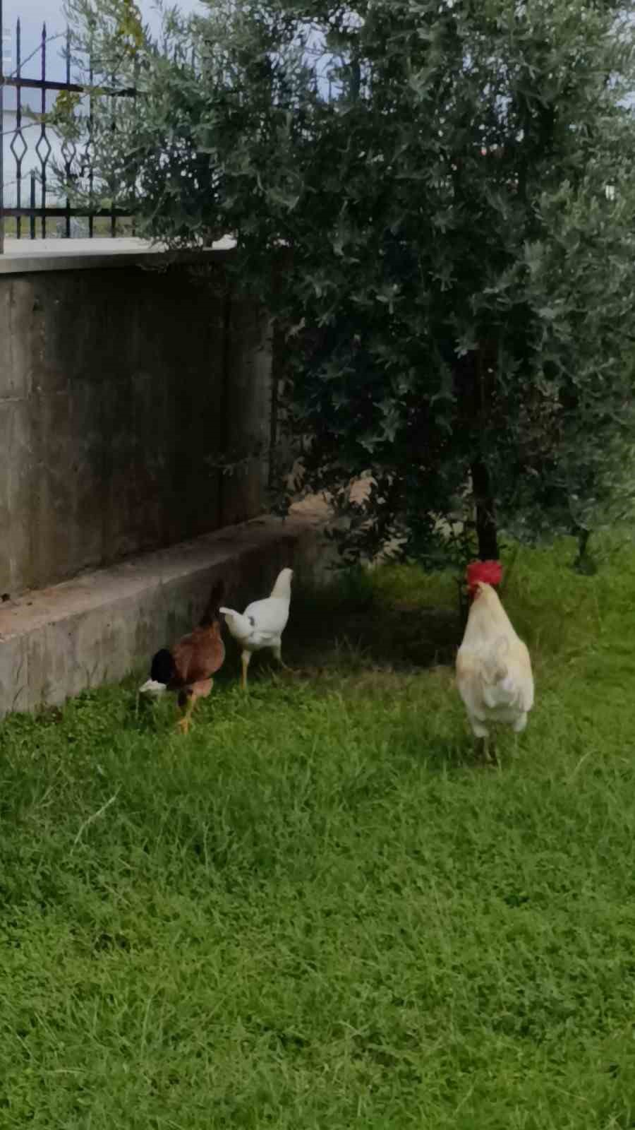 Manavgat’ta hobi bahçesinde zeytin ve muz hasadı
