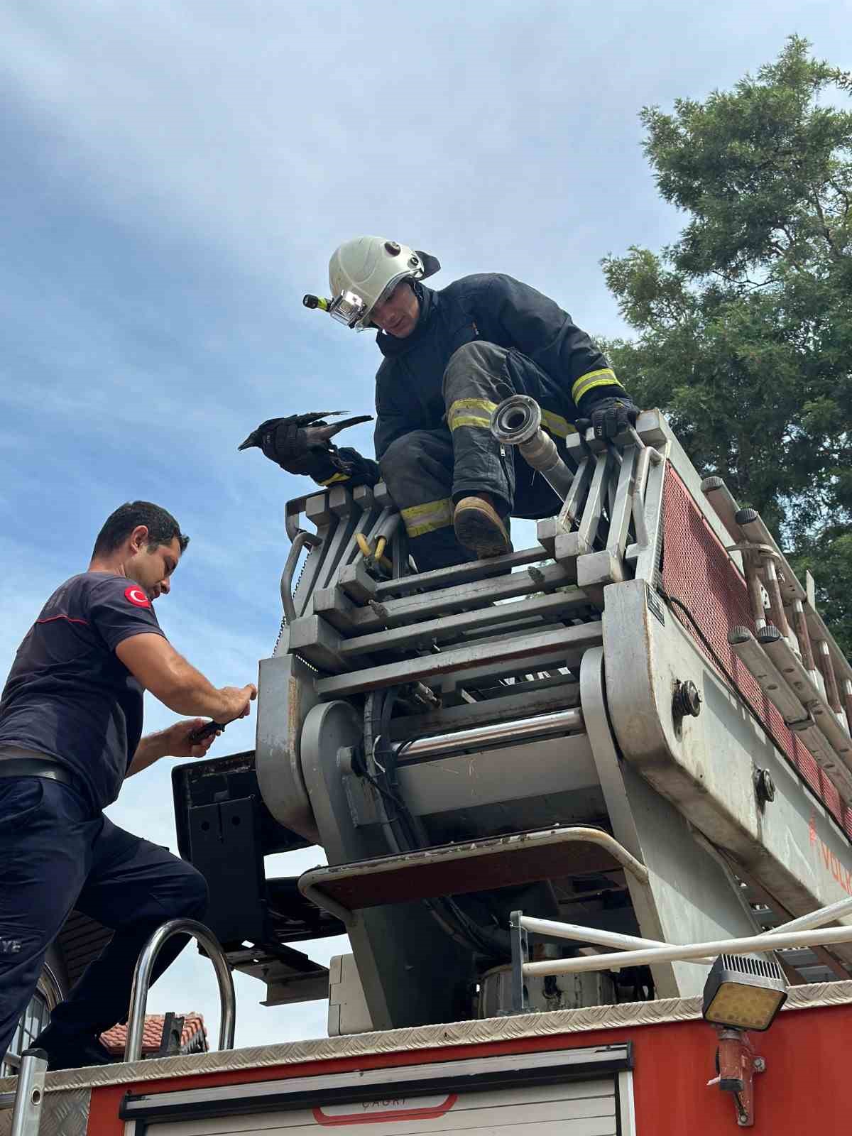 Ayağına misina dolanıp ağaçta mahsur kalan karga kurtarıldı
