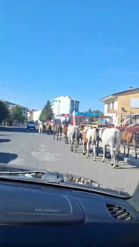 Ardahan’da başıboş atlar sokak ortasında geziyor
