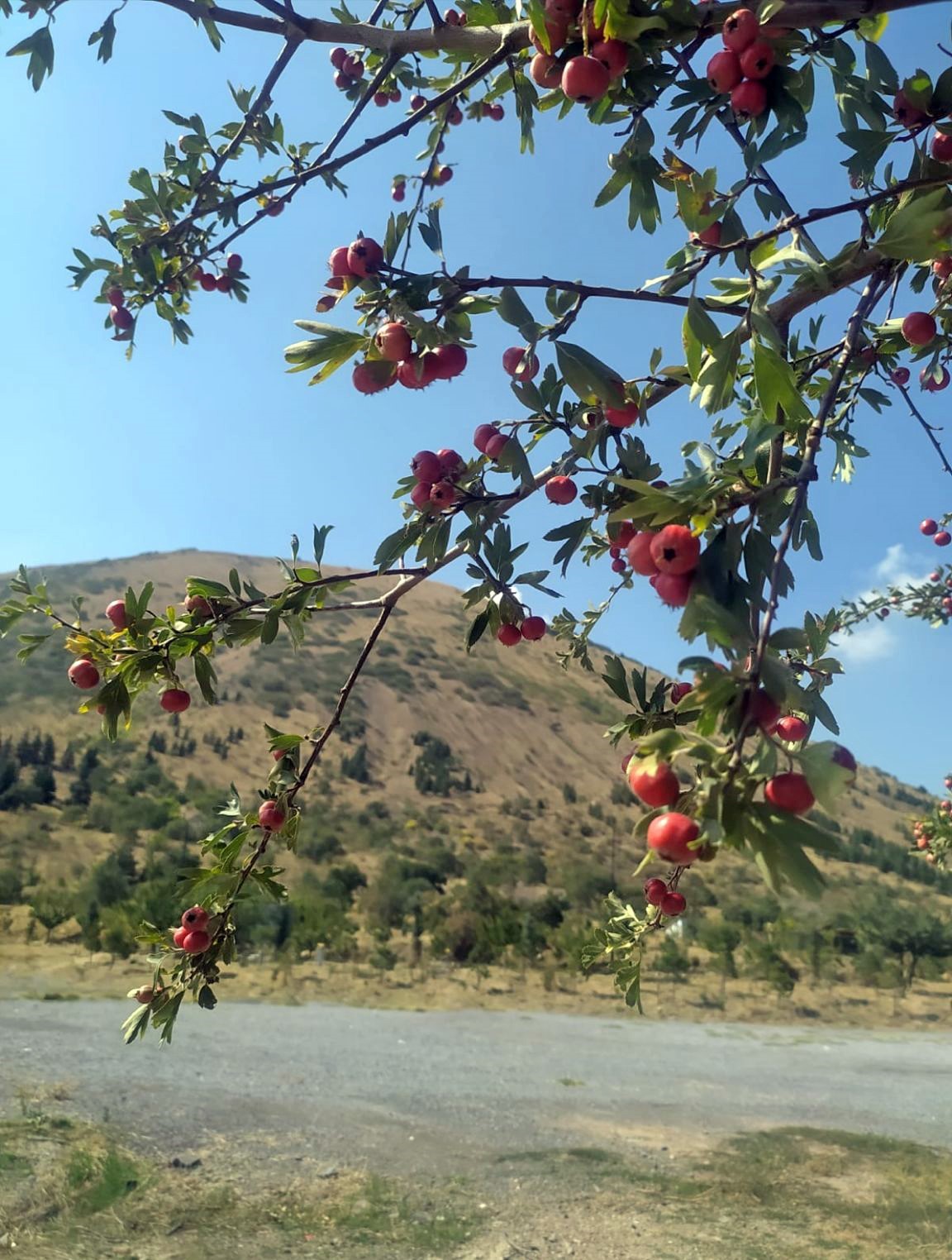 Ali Dağı sonbaharda rengârenk