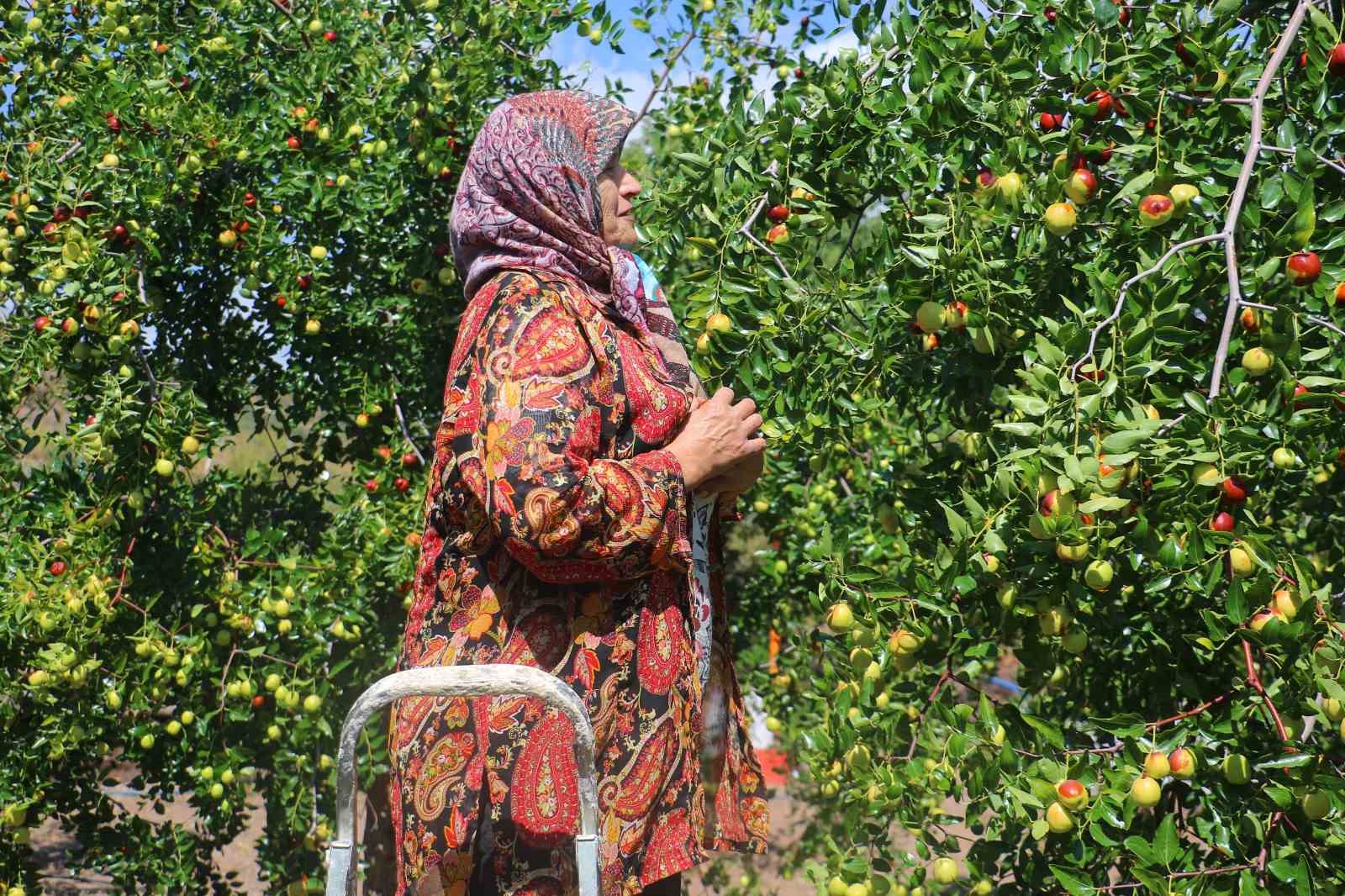 Başkent’in yanı başında yetişen hünnabın hasadı başladı
