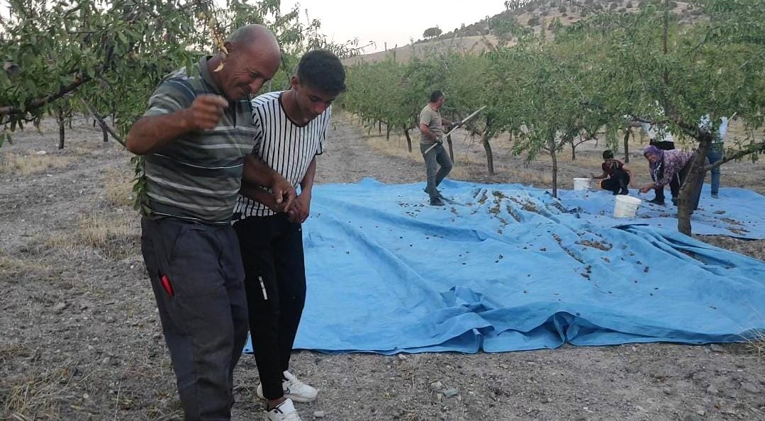 Yozgat’ta badem üreticisi yüksek verimi halay çekerek kutladı