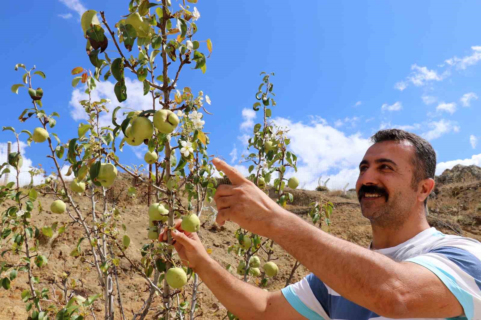 Armut ağacı sonbaharda çiçek açtı
