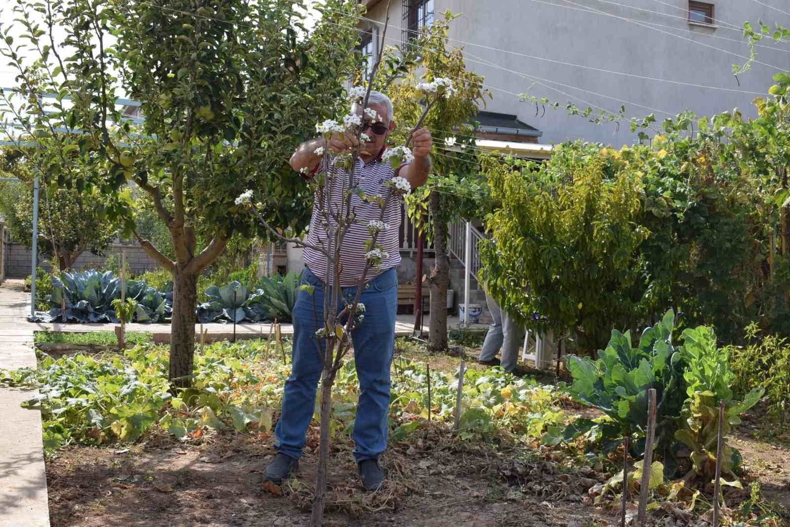 Karaman’da sonbaharda çiçek açan armut fidanı şaşırttı
