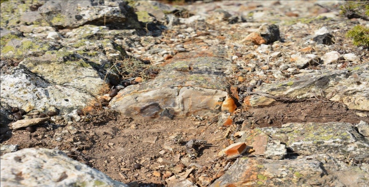 Manisa&rsquo;nın fosil ormanı tabiat anıtı olarak tescillendi
