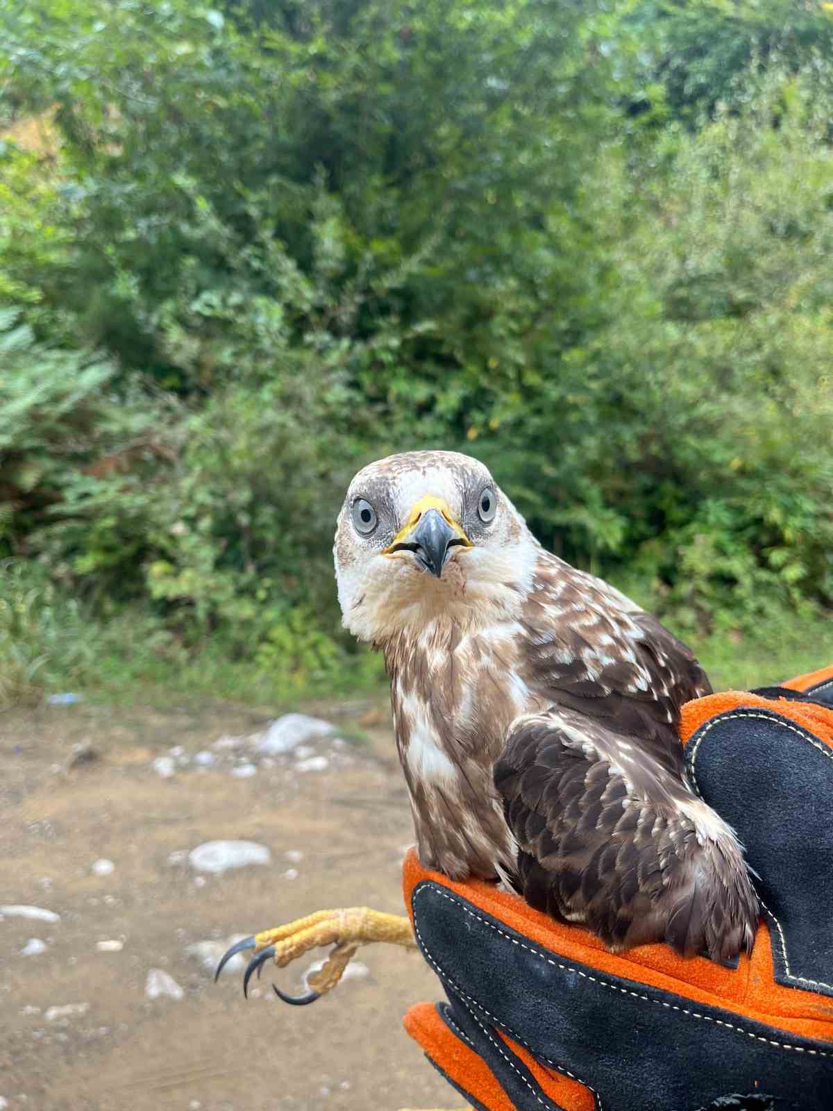 Yağmurda yorgun d&uuml;şen kızıl şahin doğaya salındı
