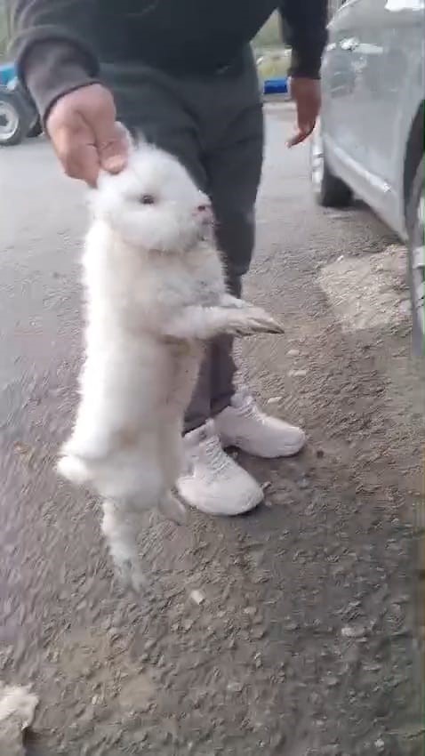 Şapkadan değil, motordan tavşan çıkarttı