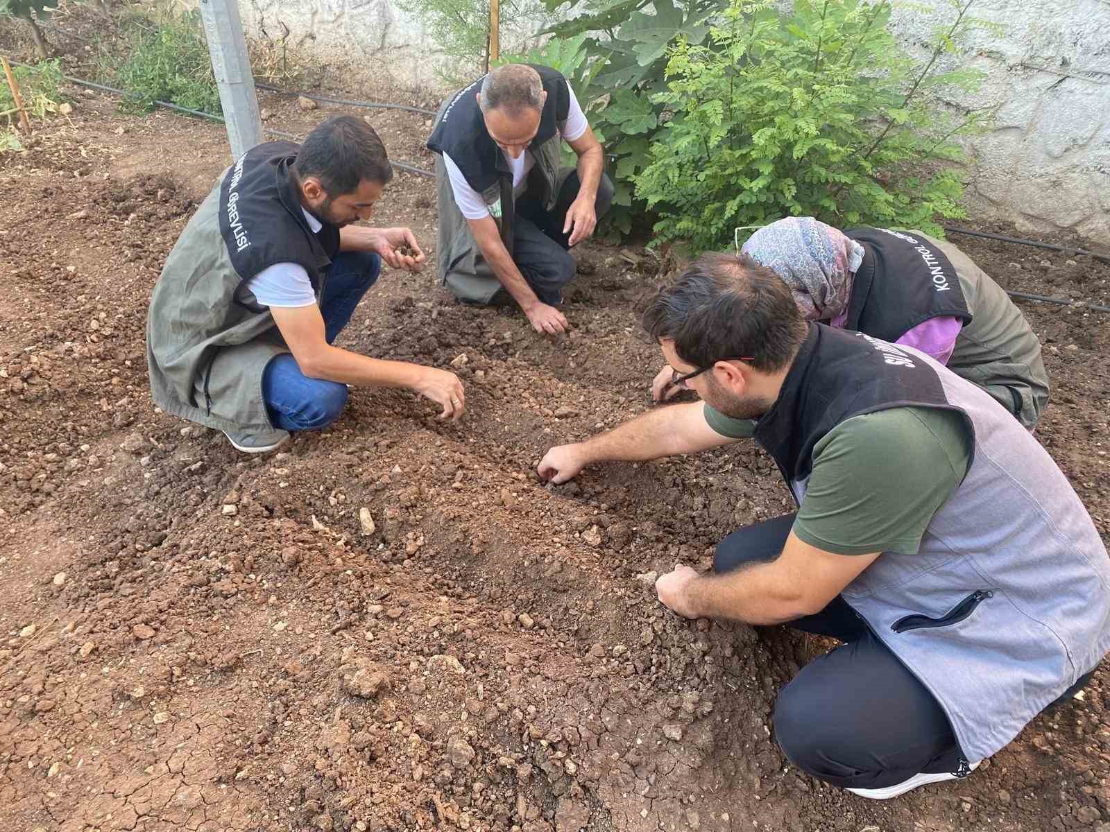 Siirt’te salep üretimi için deneme alanı kuruldu
