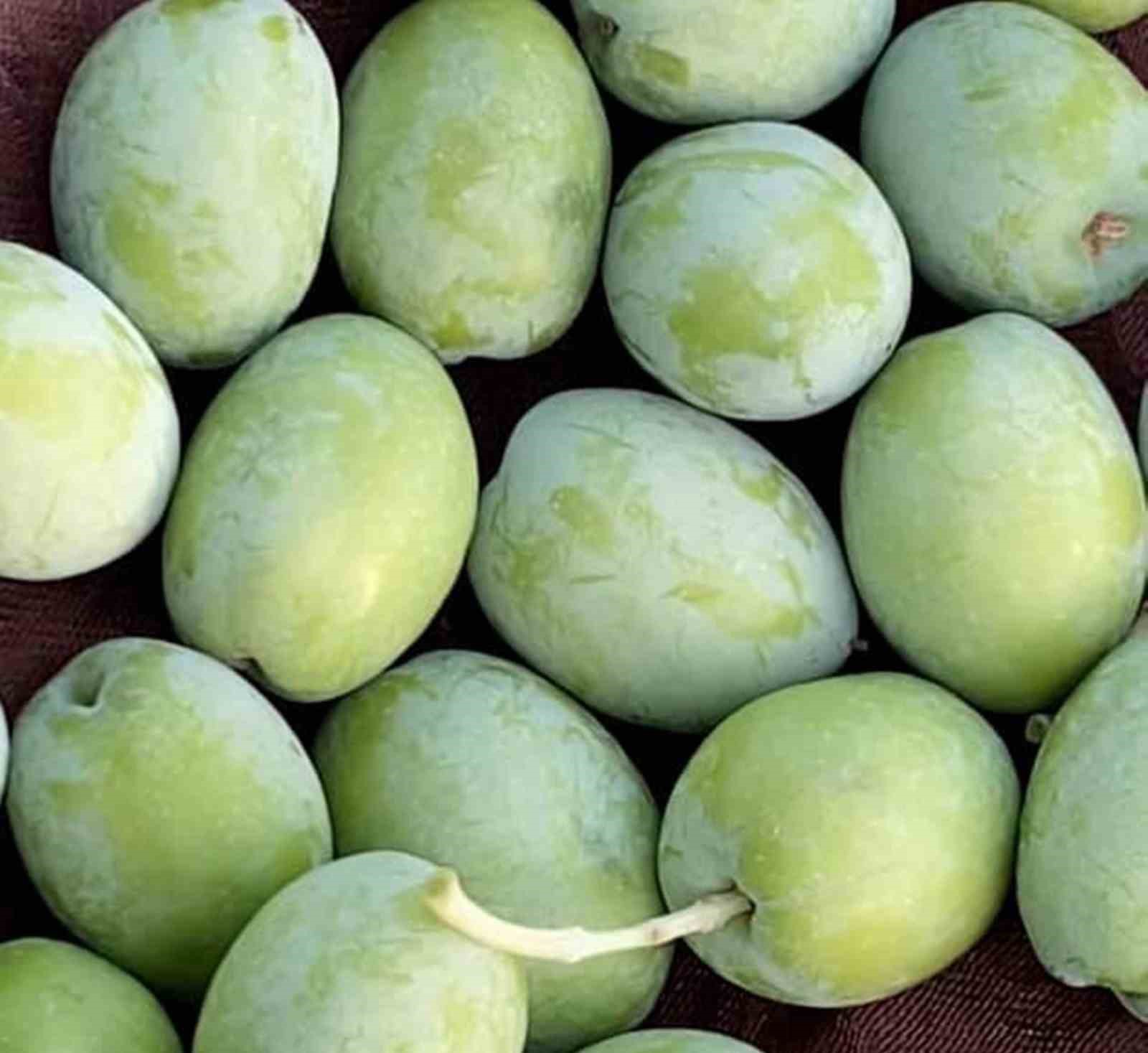 Mut Belediye Başkanı Orhan: "Bu yıl 220 bin ton zeytin rekoltesi beklentimiz var"