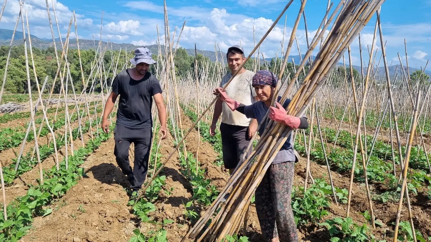 Fethiye’de baklagil üretimi destekleniyor