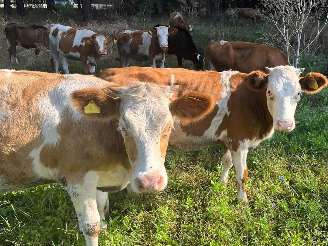 Anadolu&rsquo;dan Trakya&rsquo;ya ka&ccedil;ak hayvan sevkine 91 bin 323 TL ceza
