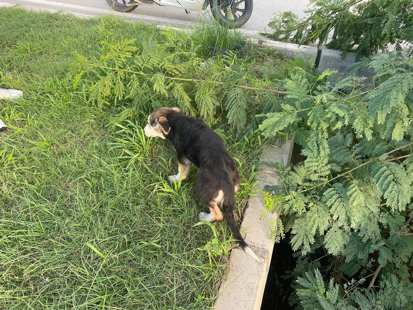 Dere yatağında mahsur kalan köpeği itfaiye kurtardı
