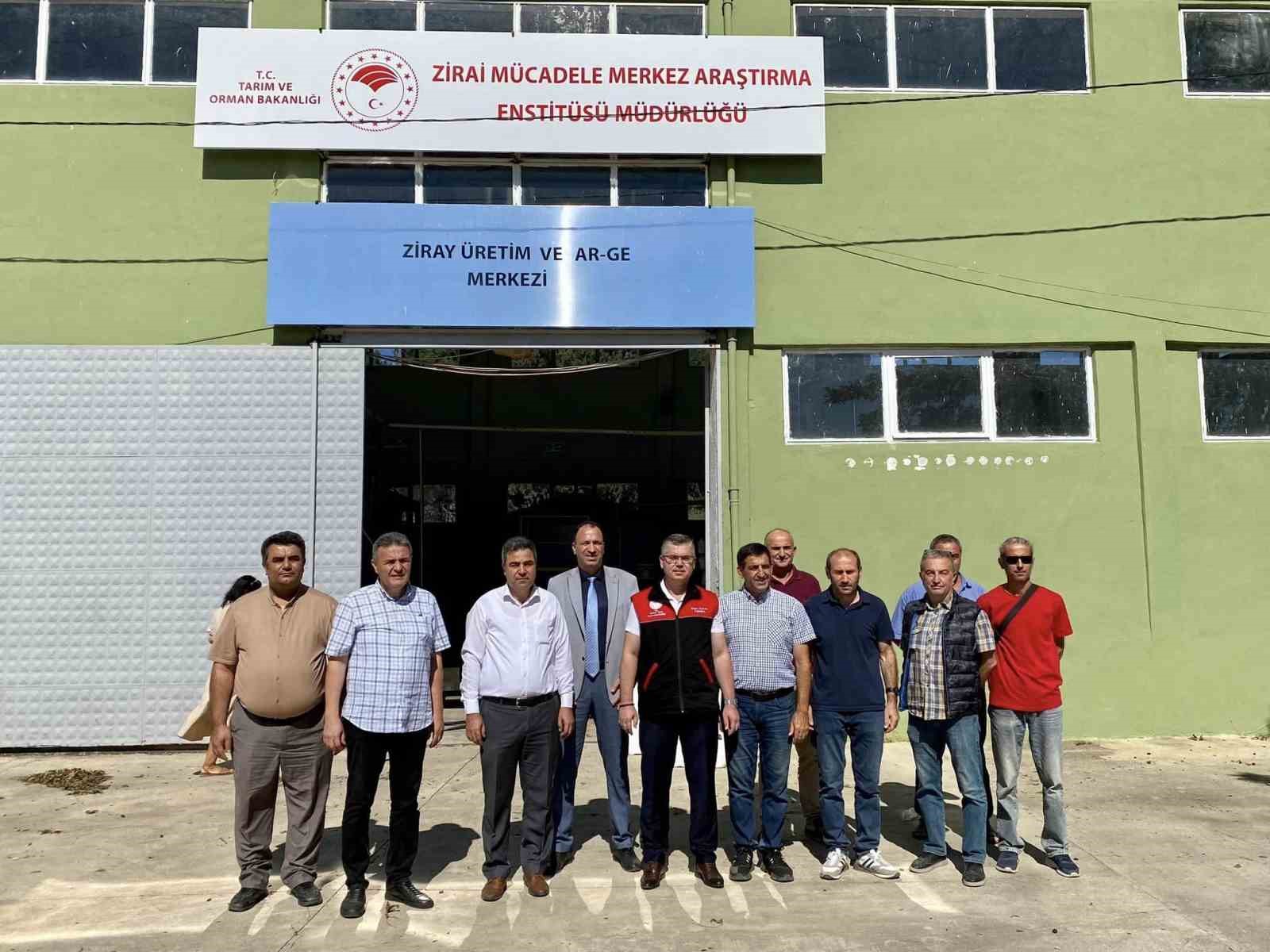 Balıkesir&rsquo;de zeytin sineğiyle m&uuml;cadelede s&uuml;r&uuml;yor
