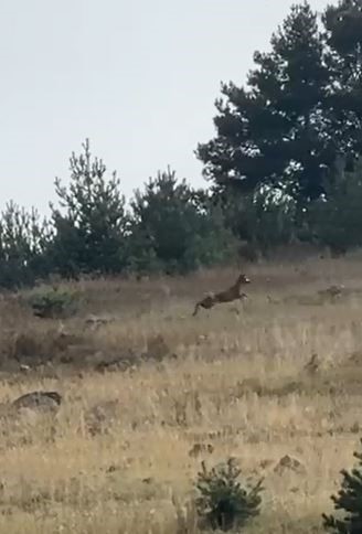 Ardahan’da dağ ceylanı görüntülendi
